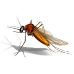 Mosquito Spraying