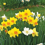 Daffodils at 60%