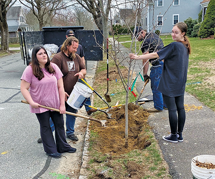 Tree planting season has begun - Fairhaven Neighborhood News