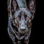 Dog Pet Portraits
