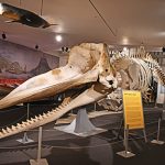 Day Tripping: NB Whaling Musuem, Seamen’s Bethel